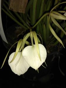 Brassavola nodosa