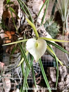 Brassavola nodosa