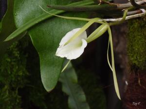 Brassavola nodosa