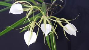 Brassavola nodosa