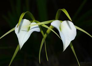 Brassavola nodosa