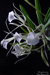 Brassavola nodosa