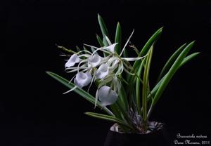 Brassavola nodosa