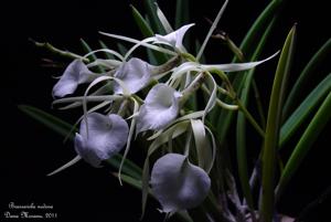 Brassavola nodosa