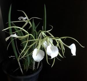 Brassavola nodosa