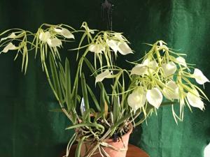 Brassavola nodosa