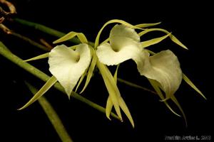 Brassavola nodosa