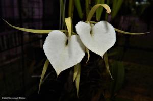 Brassavola nodosa