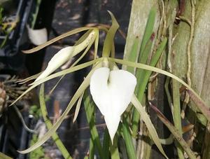 Brassavola nodosa