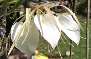 Brassavola nodosa