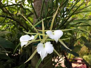 Brassavola nodosa