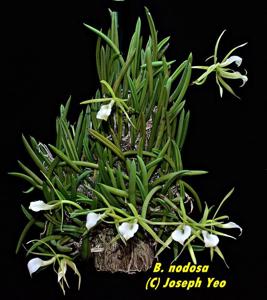 Brassavola nodosa