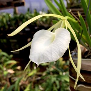 Brassavola nodosa