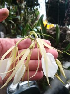 Brassavola nodosa