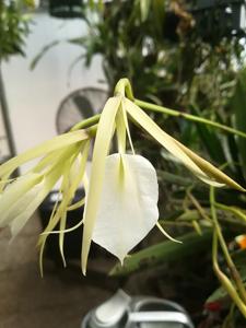 Brassavola nodosa