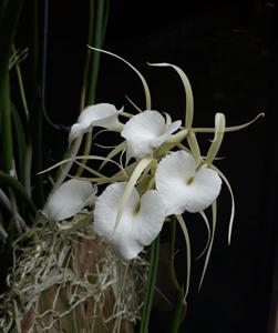 Brassavola nodosa