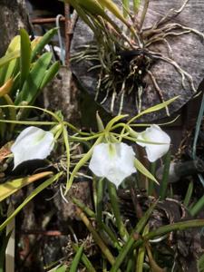 Brassavola nodosa