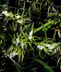 Brassavola nodosa