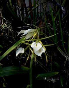 Brassavola nodosa