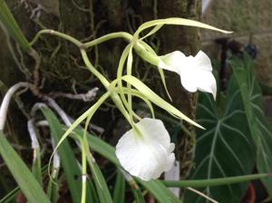 Brassavola nodosa