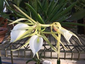 Brassavola nodosa