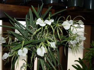 Brassavola nodosa