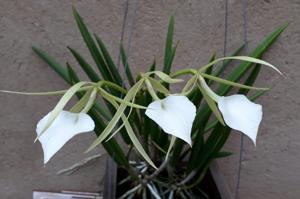 Brassavola nodosa