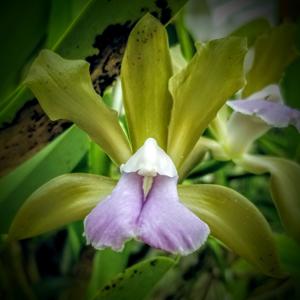 Cattleya bicolor var. caerulea