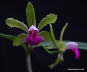 Cattleya bicolor