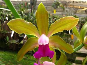 Cattleya bicolor