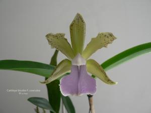 Cattleya bicolor var. caerulea