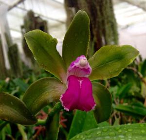 Cattleya bicolor