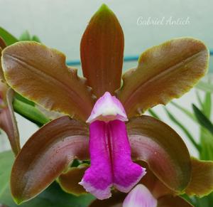 Cattleya bicolor