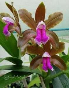 Cattleya bicolor