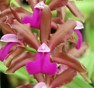 Cattleya bicolor