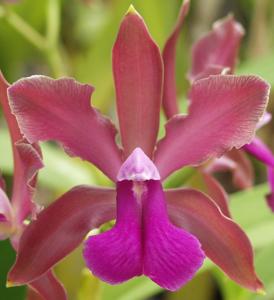 Cattleya bicolor