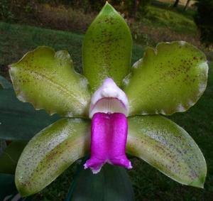 Cattleya bicolor