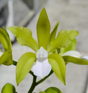 Cattleya bicolor