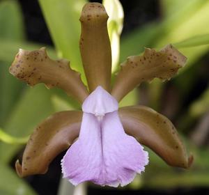 Cattleya bicolor var. caerulea