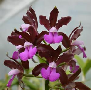 Cattleya bicolor