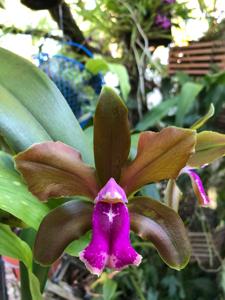 Cattleya bicolor