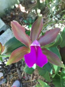 Cattleya bicolor