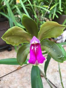 Cattleya bicolor