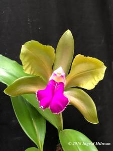 Cattleya bicolor