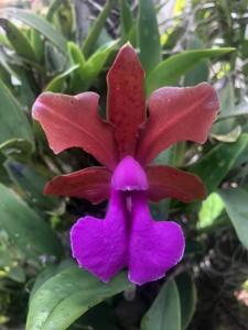 Cattleya bicolor subsp. minasgeraensis