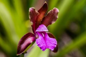 Cattleya bicolor