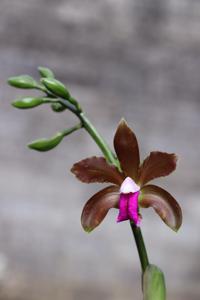 Cattleya bicolor