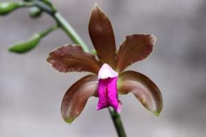 Cattleya bicolor