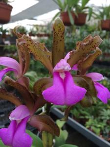 Cattleya bicolor