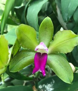 Cattleya bicolor